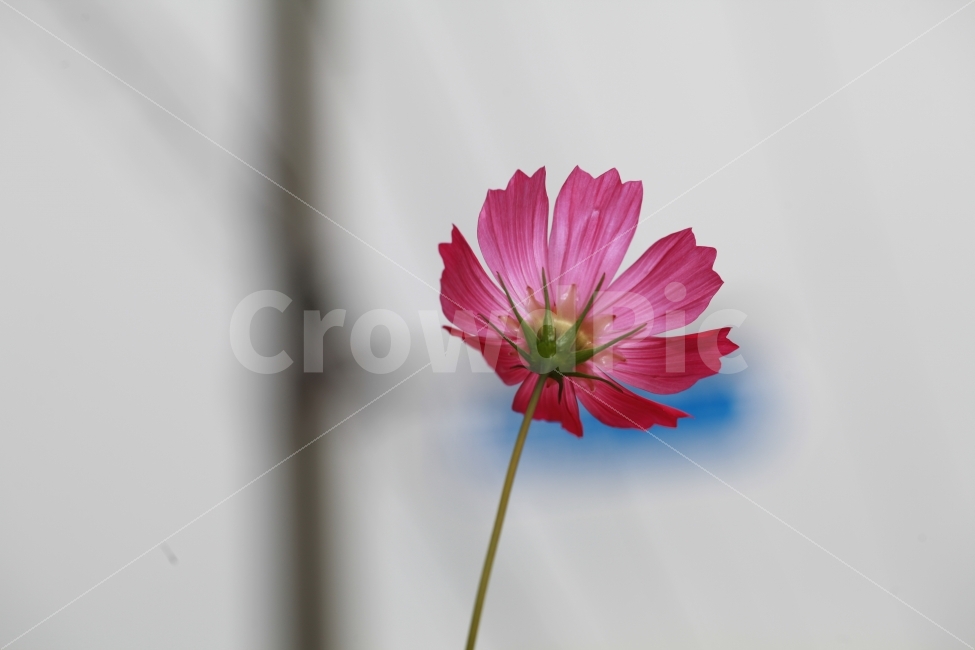 충북,진천,코스모스,접사,출사,가을,계절,fall,autumn,season,식물,자연,plants,nature,꽃,flower,plant,blossom,daisy,데이지,daisies,petal,꽃잎