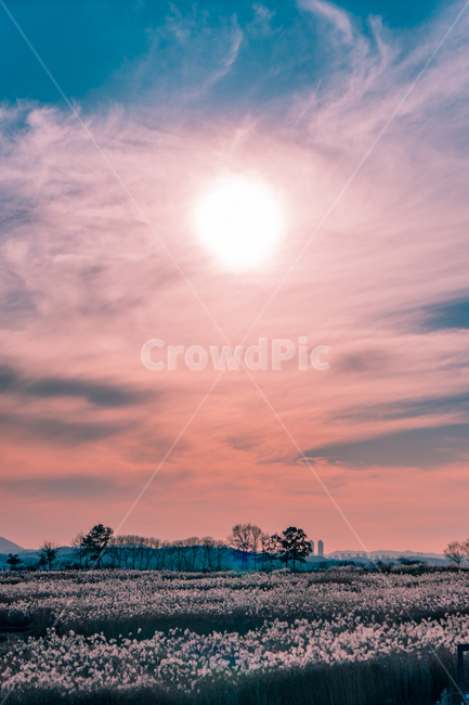 하늘공원,노을,일몰,해질녘,갈대,sunset,sky,색감,color,하늘,자연,풍경,nature,landscape,색깔,색상,색채,색감,color sense,color sensitivity,feeling of color,outdoors,옥외