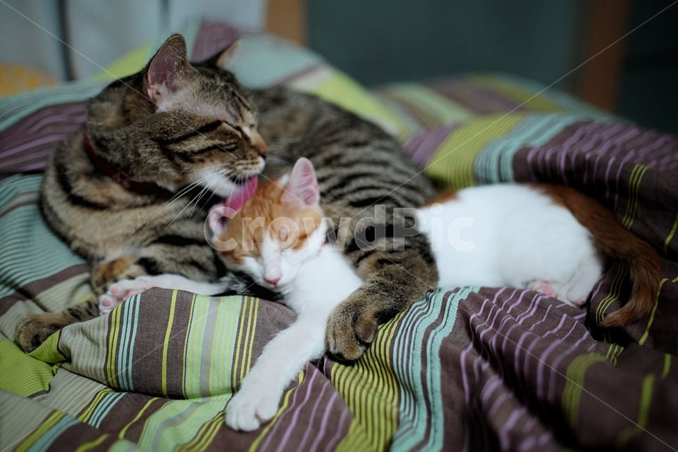 고양이,냥냥이,귀여운고양이,그루밍,고양이들,동물,animal,포유류,mammal,고양이,cat,kitten,kitty