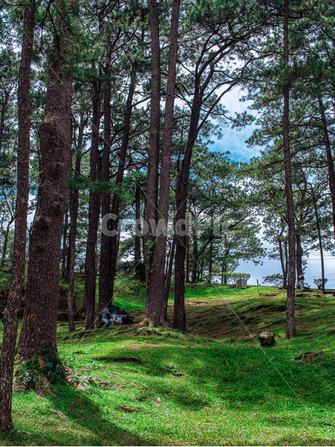 tree,나무,plant,식물,treetrunk,나무줄기,phillppines,park,date,day,sky,자연,풍경,nature,landscape,tree trunk,나무 줄기