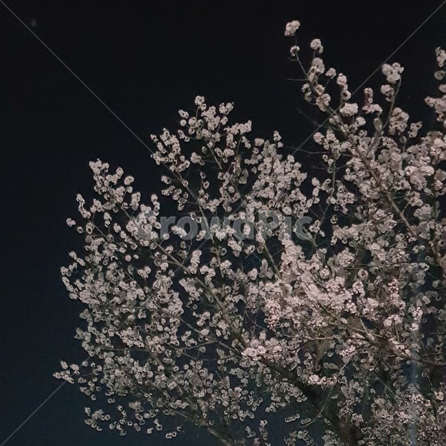 벚꽃,밤벚꽃,cherryblossom,봄꽃,벚꽃팝콘,야경,봄,꽃,flower,봄,계절,spring,season,plant,식물,cherry blossom,blossom