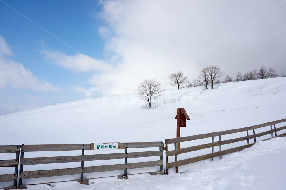 대관령양떼목장,양떼목장,겨울,눈,강원도,겨울,계절,winter,season