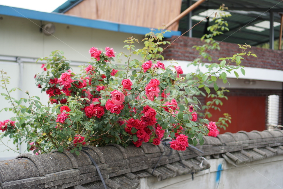 꽃,장미,풍경,일상,감성,동네,자연,식물,자연,plants,nature,꽃,flower