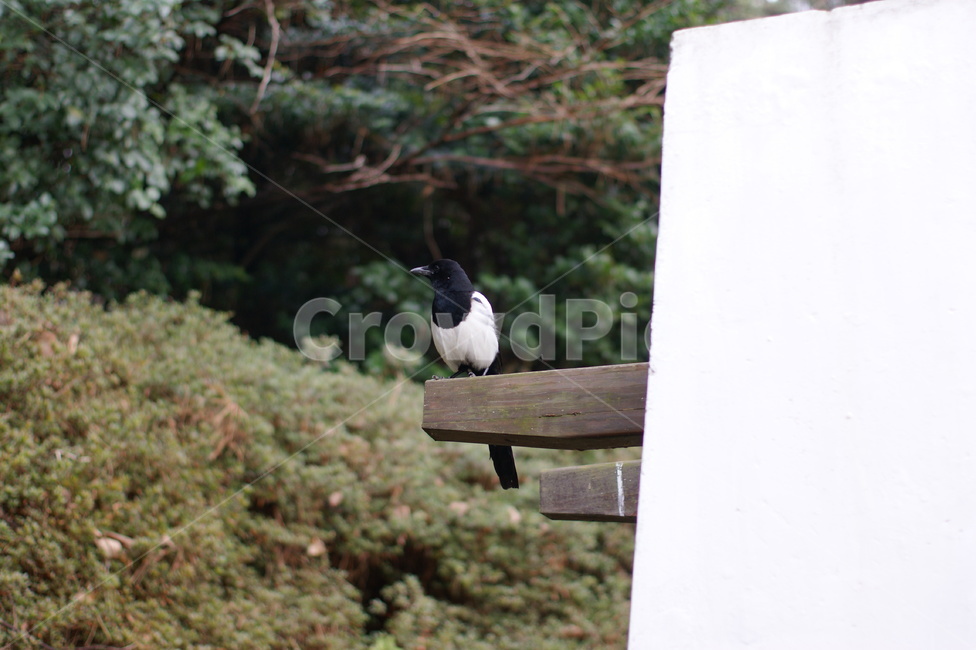 까치,야생동물,새,bird,한국적인,한국의,wildanimal,magpie,동물,동물,animal,조류,새,birds