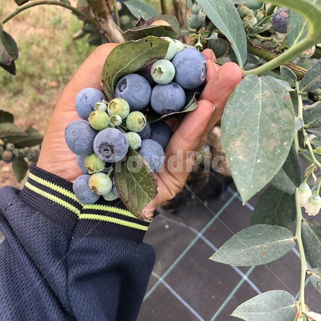 plant,식물,fruit,과일,food,음식,블루베리,blueberry