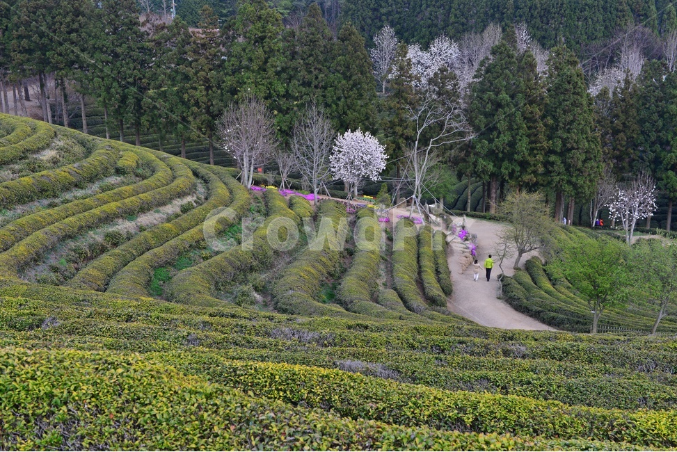 outdoors,옥외,nature,자연,rural,농촌,plant,식물,tree,나무,보성,대한다원,다원,녹차밭,녹차,녹차잎,농업,농경,농사,경작,목련,대한다원목련
