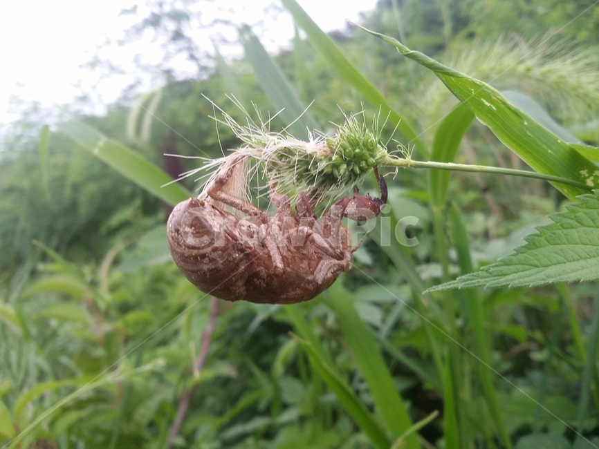 매미허물,자연,풀,매미,허물,곤충,벌레,insect,bug