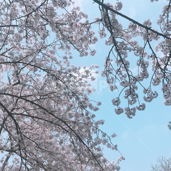 봄,벚꽃,꽃놀이,감성,하늘,봄,계절,spring,season,plant,식물