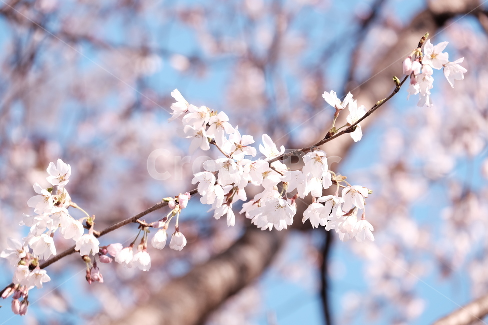 벚꽃,봄꽃,cherryblossom,분홍색꽃,하늘,꽃과하늘,봄하늘,봄,계절,spring,season,식물,자연,plants,nature,꽃,flower,plant,blossom,cherry blossom