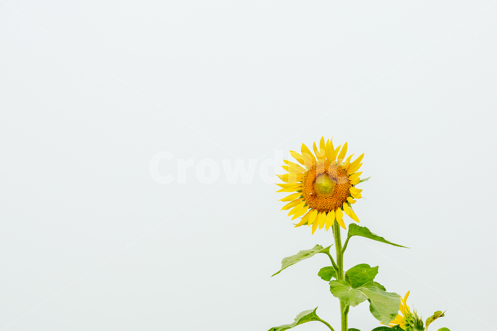 해바라기,해바라기마을,해바라기밭,해바라기씨,노란꽃,식물,자연,plants,nature,꽃,flower