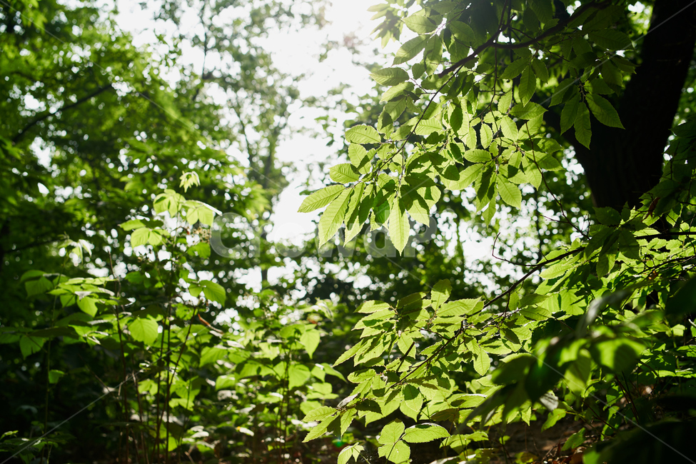 빛,역광,자연,초록,오후,휴식,햇살,자연,풍경,nature,landscape,식물,plants,plant,leaf,잎,vegetation,초목,pottery,도기류,jar,항아리,potted plant,화분,tree,나무