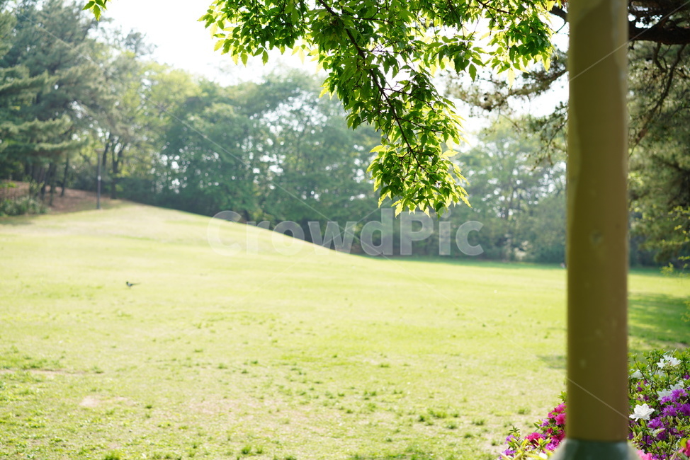 숲,녹색,나무,그린,잎,자연,식물,빛,green,생물,생명