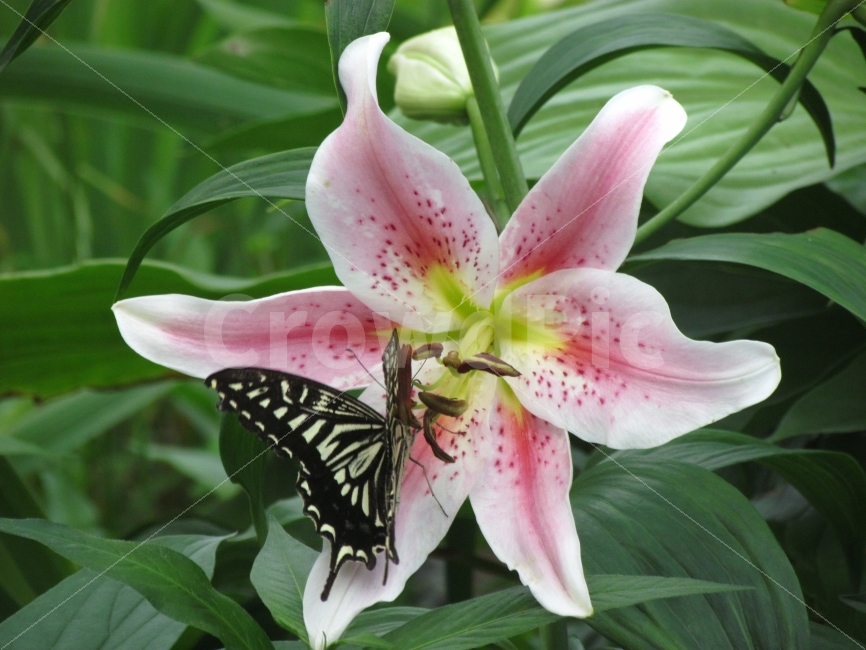 나비,꽃,풍경,자연,사진,수목원,카메라,캐논,봄,스냅,포토,식물,자연,plants,nature,꽃,flower,동물,animal,곤충,벌레,insect,bug