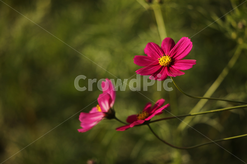 코스모스,줄기,빨강,가을,자연,식물,자연,plants,nature,꽃,flower
