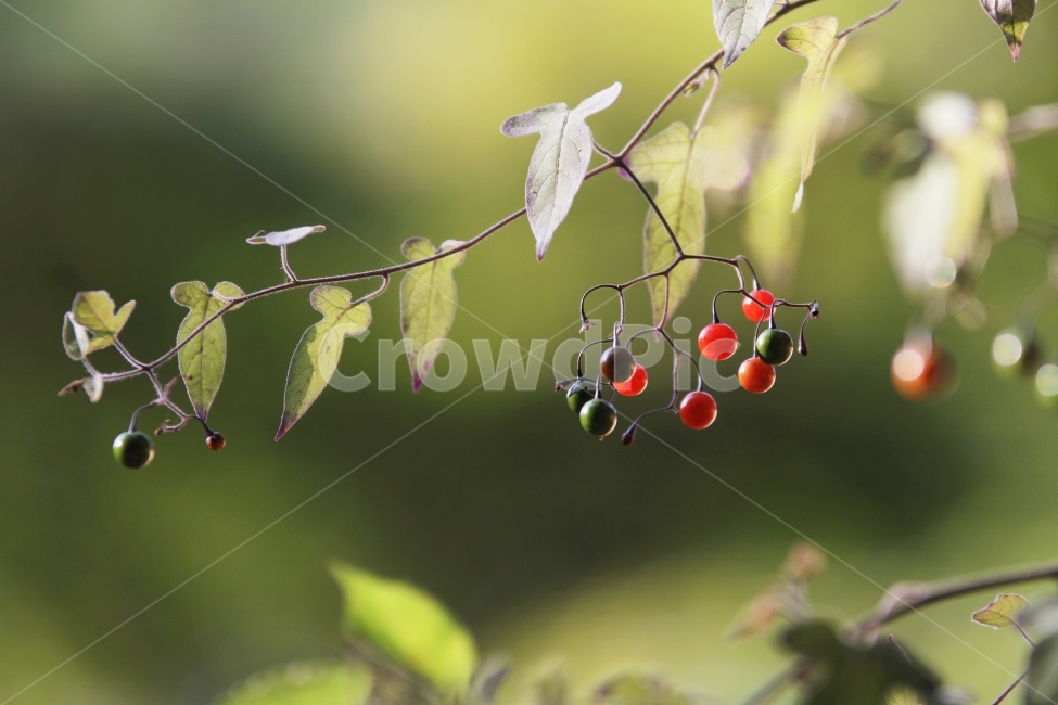 식물사진,자연사진,배풍등,열매사진,감성사진,가을사진,단풍사진,식물,자연,plants,nature,과일,열매,fruit,감성,sensible,feeling