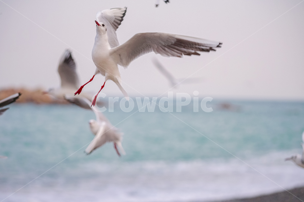 갈매기,동해,경주바다,문무대왕릉,파도,동물,animal,조류,새,birds