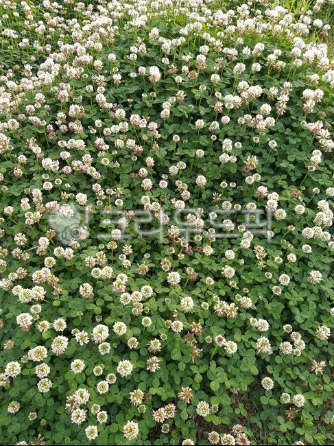 clover clock,nature,Clover,clover,clover ring,red clover,naturalized plant,flower,bloss,fourleaf clover,grass,plants,clover bracelet,plant,threeleaf clover