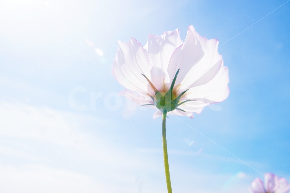 역광,꽃,파란하늘,코스모스,감성사진,가을,계절,fall,autumn,season,식물,자연,plants,nature,꽃,flower,감성,sensible,feeling,plant