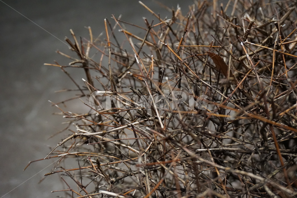 마른나뭇가지,겨울,골목,담장,3월,겨울,계절,winter,season,식물,자연,plants,nature