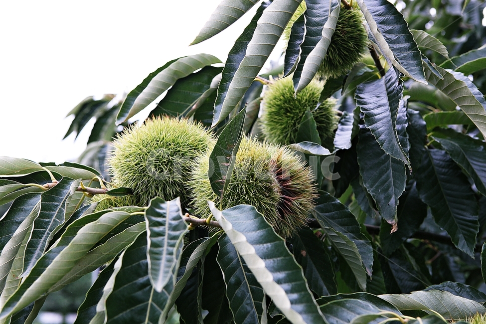 밤송이,밤,밤나무,나무,식물,자연,잎,밤나무잎,과일,열매,fruit