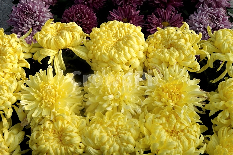 chrysanthemum,국화,가을,순수,노랑,autumn,fall,yellow,우아함,elegance,smell,계절,꽃,season,flower,floral,nobility,고귀함,향기,가을대표,대국,계절꽃,가을국화,가을꽃,식물,노랑꽃,꽃봉오리,국화꽃,plant,식물,자연,plants,nature,꽃,flower