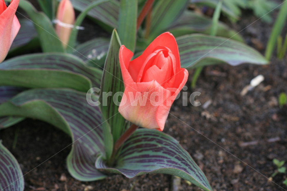 꽃,정원,튤립축제,식물,꽃밭,튤립,빨간꽃,분홍튤립,빨간튤립,분홍색꽃,pinktulip,flower,garden,tulip,redtulip,redflower,cutetulip,babytulip,식물,자연,plants,nature,꽃,flower