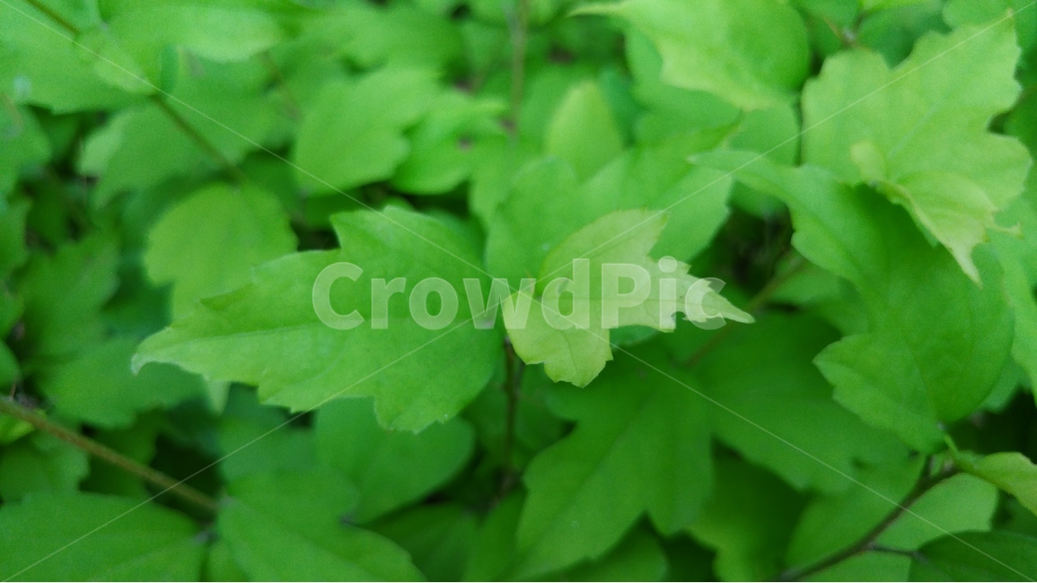 녹색,자연,배경,초록,신선함,식물,자연,plants,nature