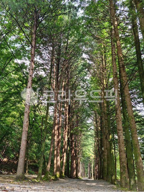 식물,나무기둥,기둥,자갈길,산책로,산책길,숲,전나무,침엽수,가로수,가로수길,초목,자갈,도로,삼림지,나무줄기,이끼,편백나무,편백,나무,자연,길,흙길,흙