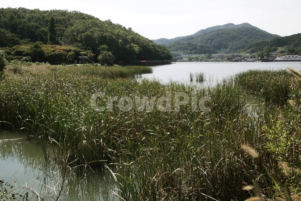 백운호수,호수,저수지,수풀,식물,자연,계절,가을,자연,풍경,nature,landscape,outdoors,옥외,land,땅,water,물