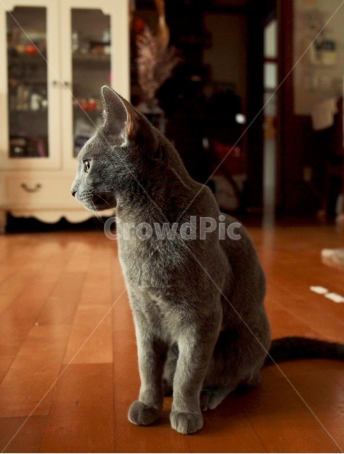 고양이,냐옹이,냐옹,터키쉬앙고라,러시안블루,cat,turkishangora,russianblue,동물,애완동물,반려동물,집사