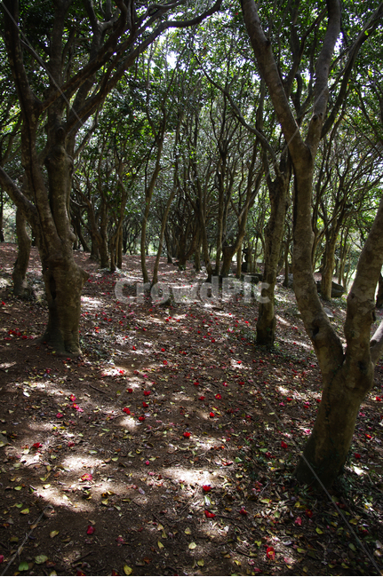 숲,낙화,동백나무,동백꽃,꽃,flower,계절,봄,spring,자연,풍경,nature,landscape,tree,나무,plant,식물,leaf,잎,tree trunk,나무 줄기,ground,바닥