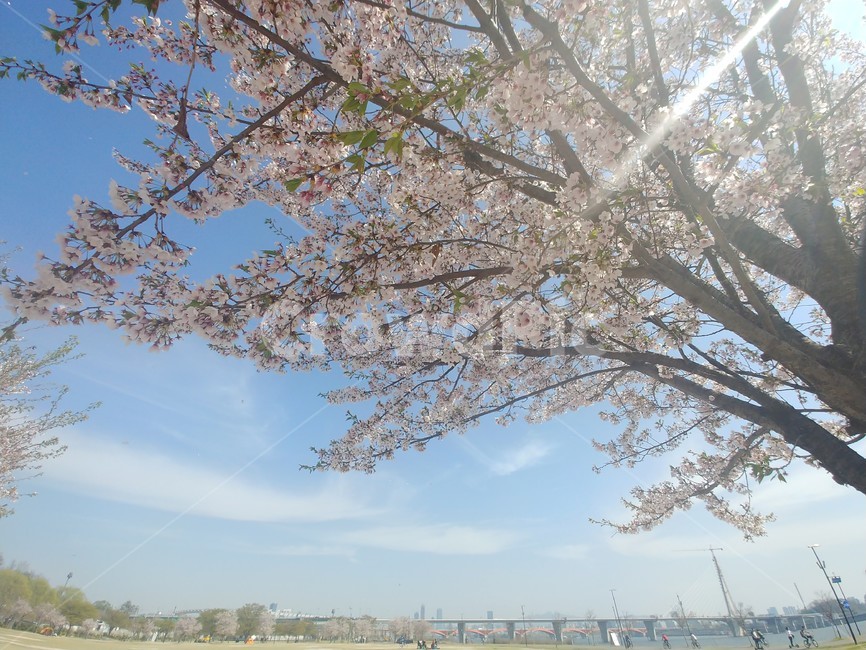 벚꽃,벛꽃나무,봄,한강공원,나무,난지공원,햇살,구름,하늘,한국경치,한국풍경,나무한그루,벤치,의자,쉼,여유,4월,tree,cherryblossoms,자연,풍경,잔디