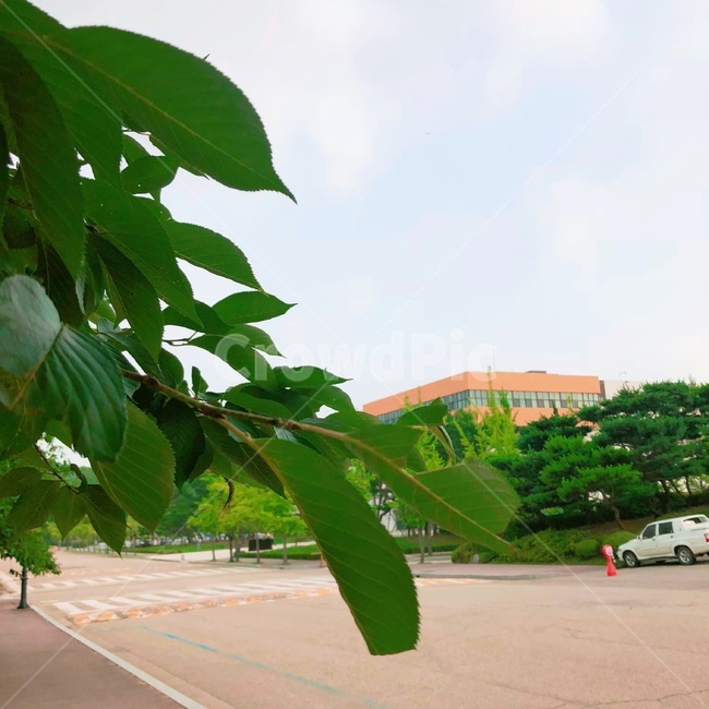 나무,하늘,자연,풍경,일상,자연,풍경,nature,landscape