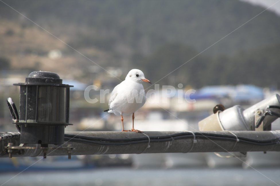 봄,갈매기,항구,바다,하얀색,동물,animal,조류,새,birds