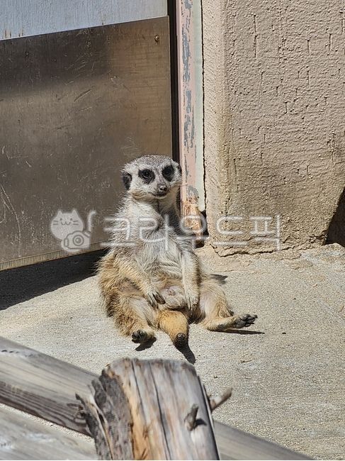 포유류,동물,animal,귀여운,wildlife