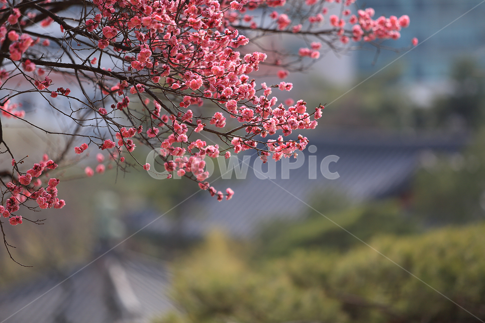 봄,매화,홍매화,절,봉은사,spring,temple,flower,pink,식물,자연,plants,nature,꽃,flower
