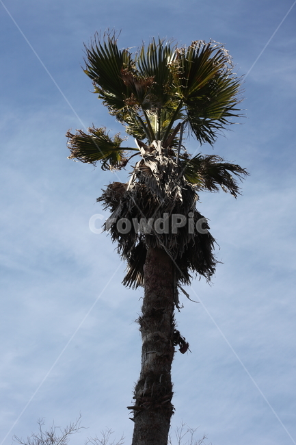 와싱톤야자나무,야자나무,식물,palm,plant,식물,자연,plants,nature,나무,trees,wood