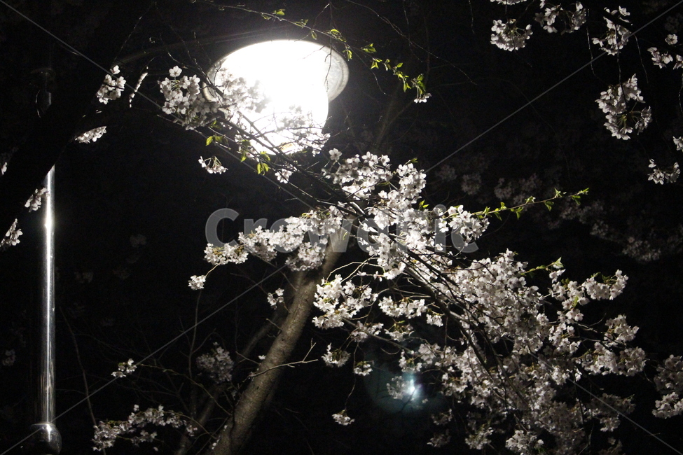 야경,공원,조명,꽃,나무,식물