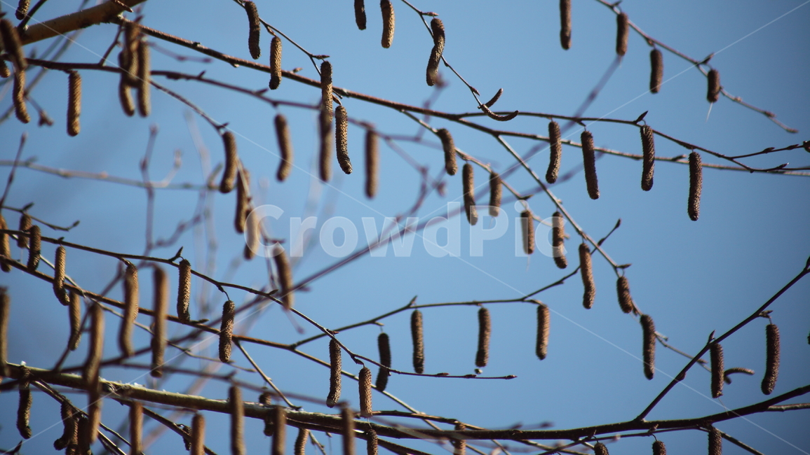 가을,열매,종자,식물,seed,식물,자연,plants,nature,과일,열매,fruit