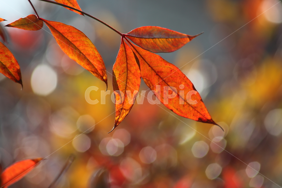 잎,plant,남천,단풍,nandina,가을,계절,fall,autumn,season,식물,자연,plants,nature