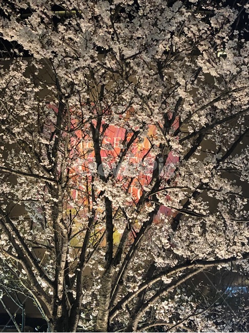 벚꽃,밤,밤벚꽃,꽃,조명,봄,계절,spring,season,야경,밤,풍경,nightscape,night,landscape,식물,자연,plants,nature,나무,trees,wood,plant,blossom,cherry blossom,flower