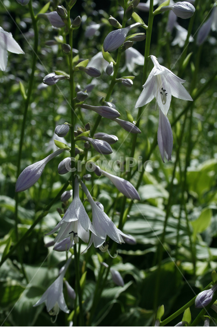 비비추,식물,flower,plants,nature,꽃,꽃봉오리,꽃밭,식물,자연,plants,nature,꽃,flower