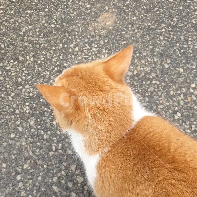 stray cat,cat,ear,animal,back,pet