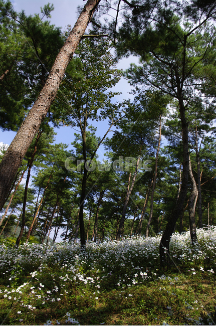 나무,숲,구절초,꽃,풍경,식물,flower,tree,plant,tree trunk,나무 줄기
