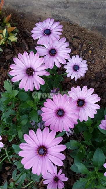 꽃,식물,봄,자연,보라색,배경,예쁜,flower