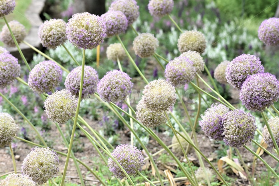 신기,신비,꽃,여름꽃,식물,아름다움,식물,자연,plants,nature,꽃,flower
