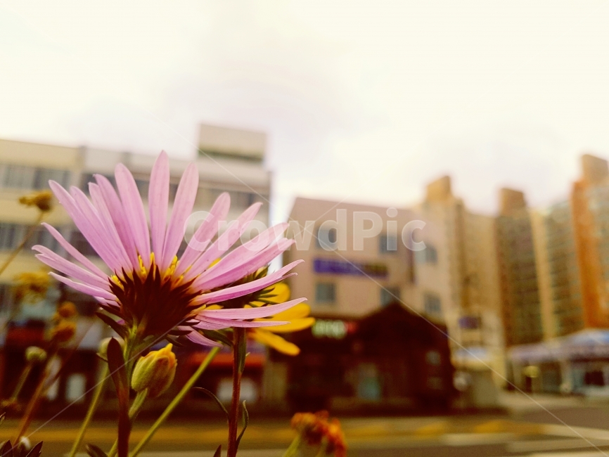 들꽃,건물,도시,자연,공존,꽃잎,하늘,구름,바닥,거리,화분,바라봄,경관,길,꽃망울,꽃받힘,식물,자연,plants,nature,꽃,flower