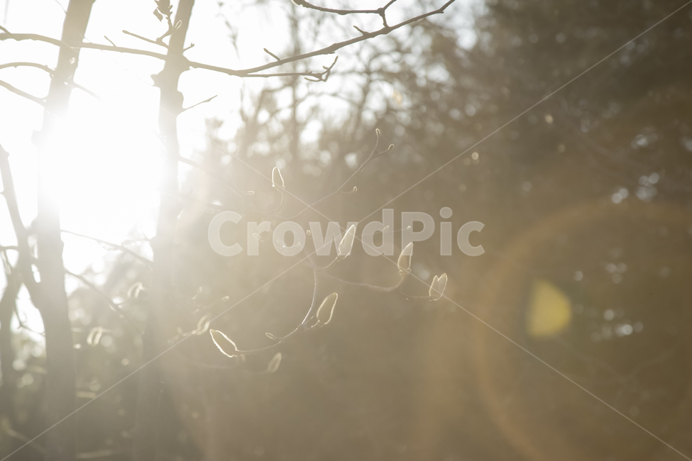 해,나무,풍경,햇빛,flare,플레어,light,빛,sunlight,노을,감성,식물