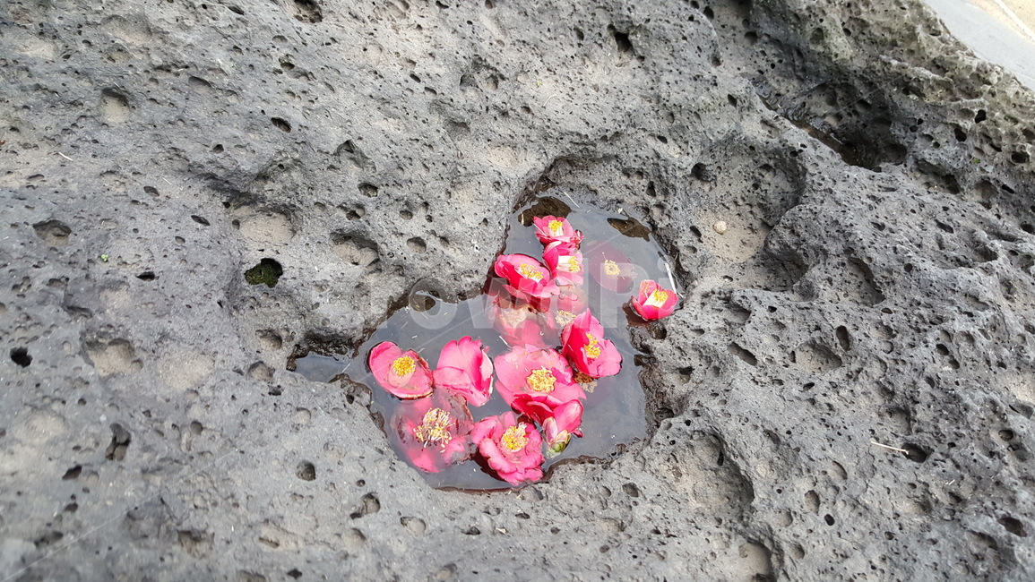 꽃,자연,flower,water,nature,배경