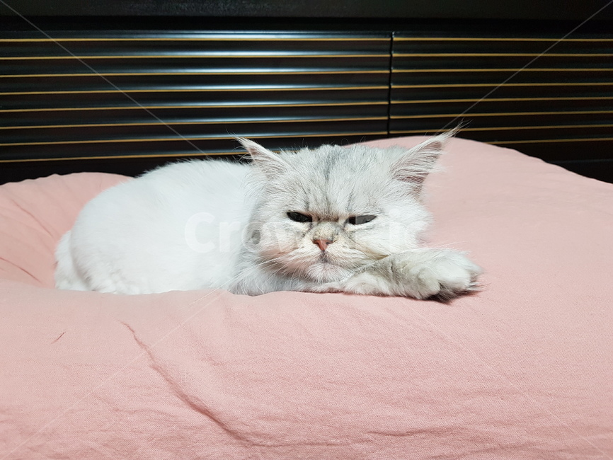 고양이,pet,cat,페르시안,친칠라,냥이